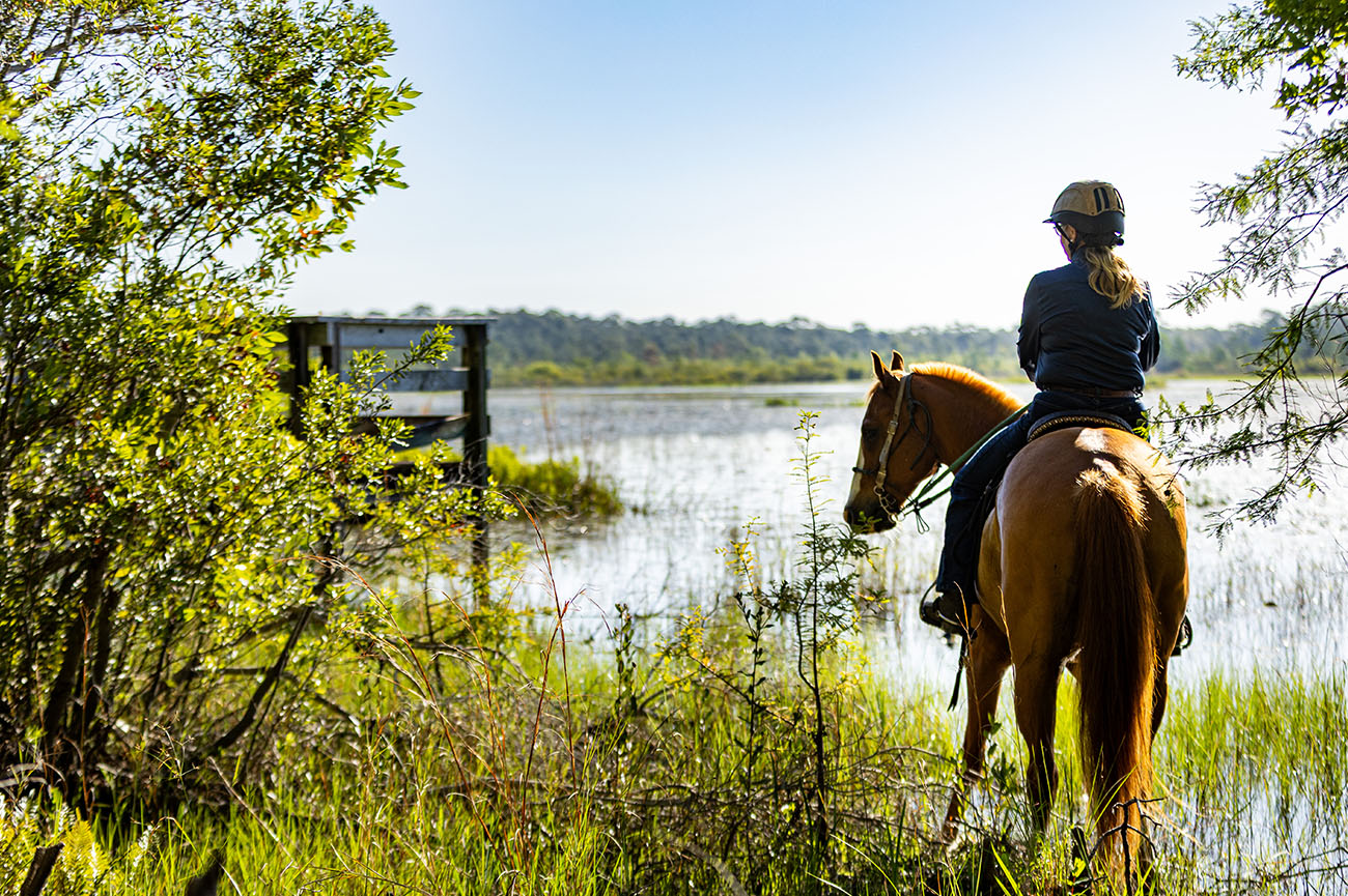 Equine 17 018_2025-FWC-Split-Oak-25163