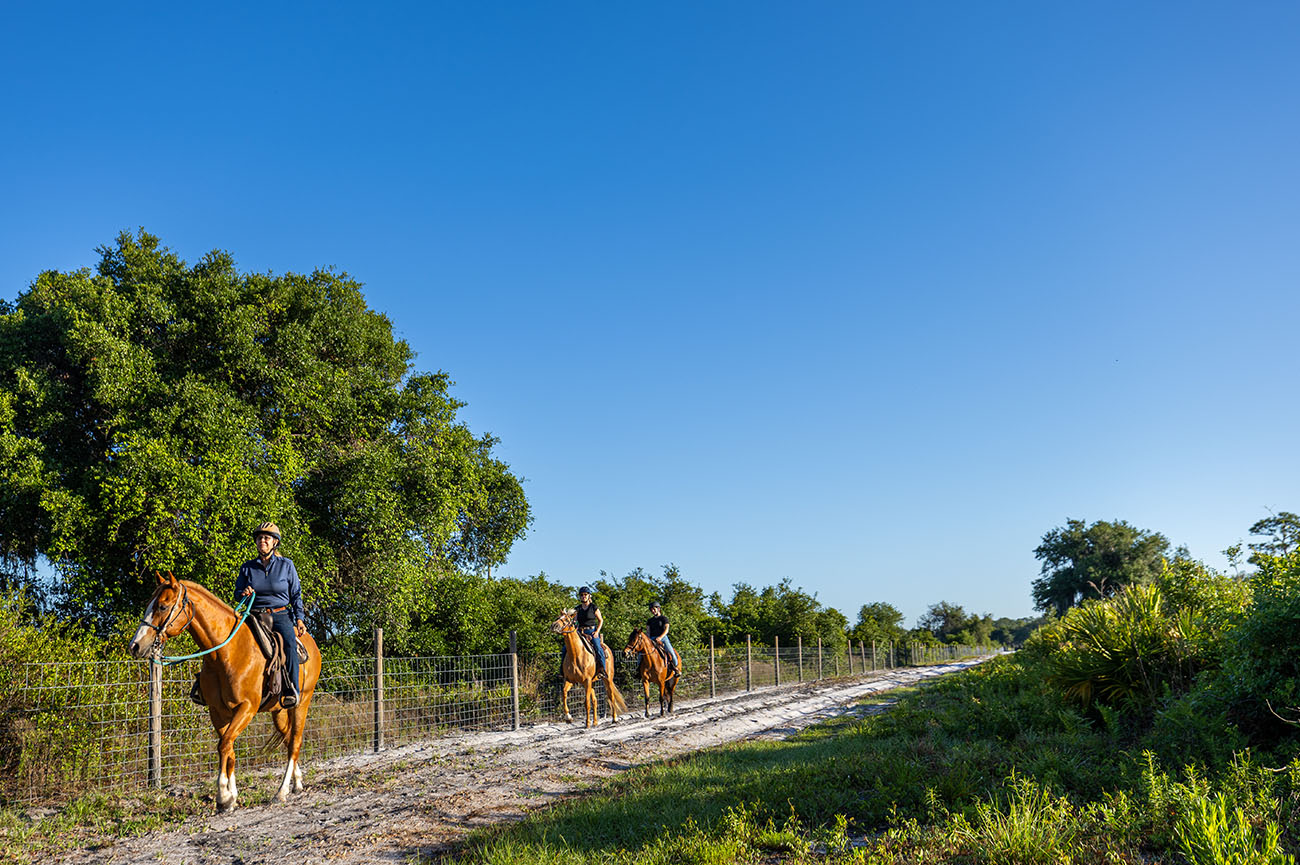 Equine 12 024_2025-FWC-Split-Oak-13358