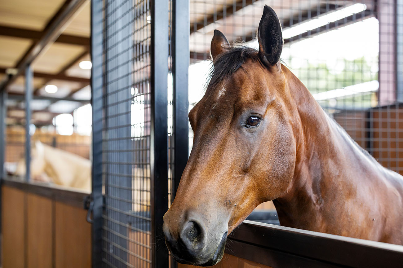 Equine 9 025_2025-Coastal-Steel-26967