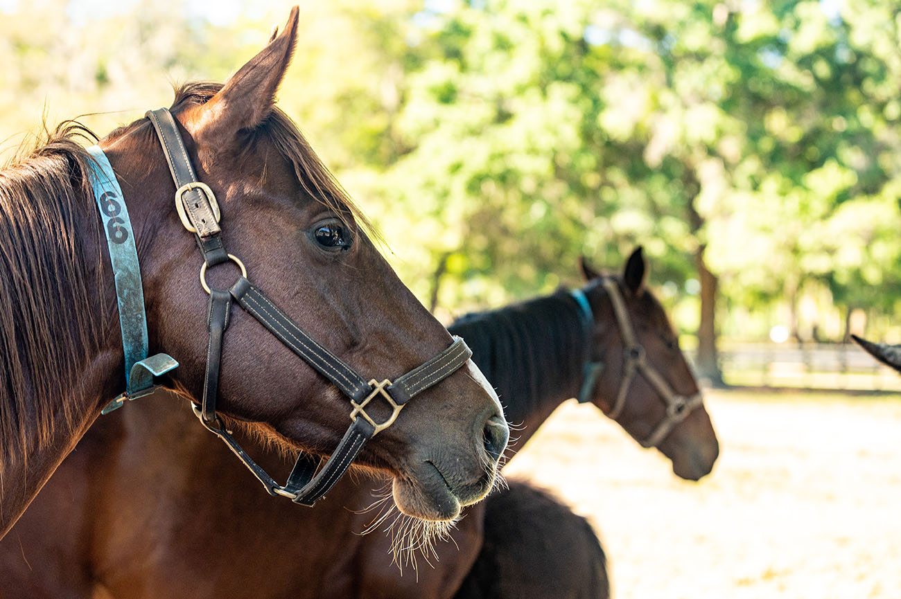 Equine 22 026_2024-Gypsy-Gold-24991